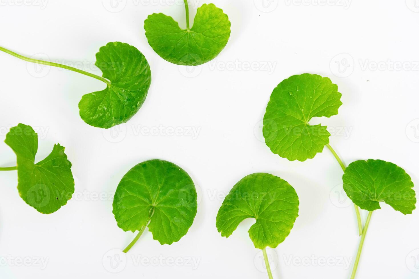 oben Aussicht auf Tabelle Centella asiatica Blätter mit isoliert auf Weiß Hintergrund foto