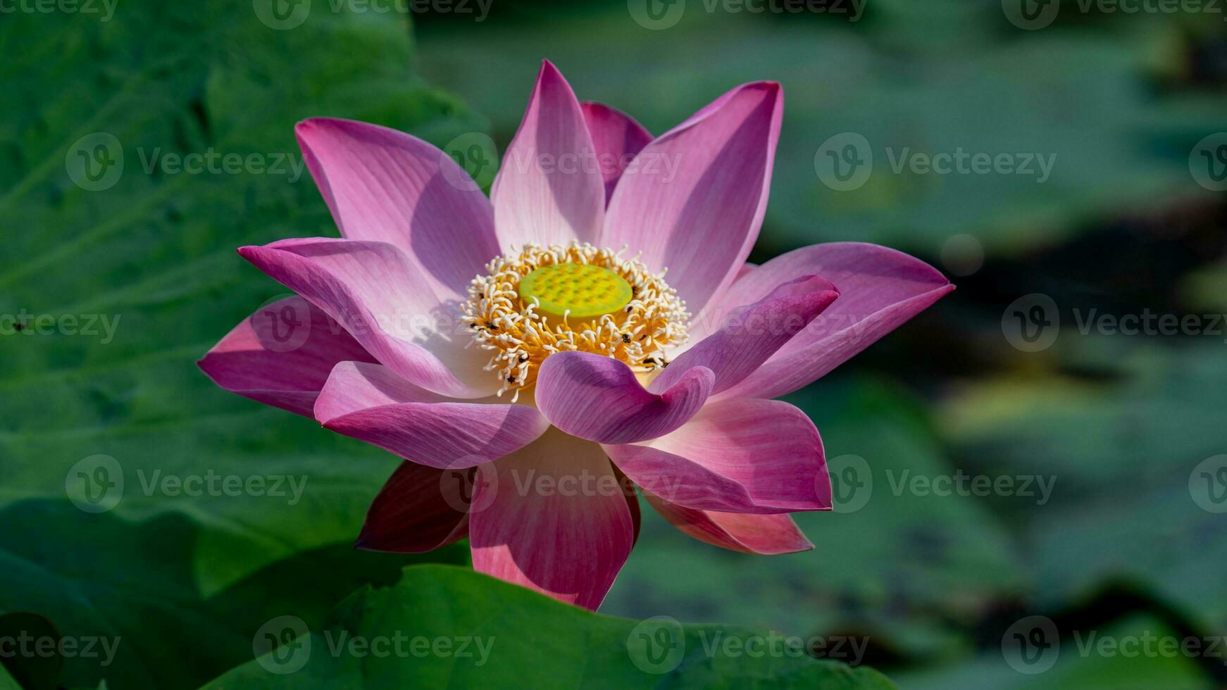 Rosa Lotus Blume Blühen im das Teich foto