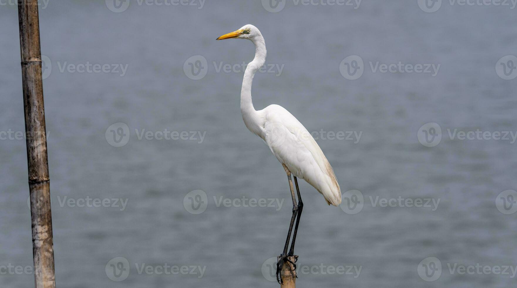 Reiher thront auf ein stumm foto