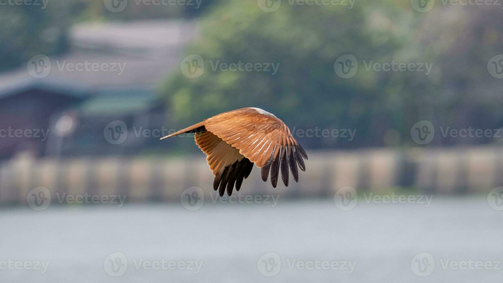 brahmanen Drachen fliegend im das Himmel im Natur von Thailand foto