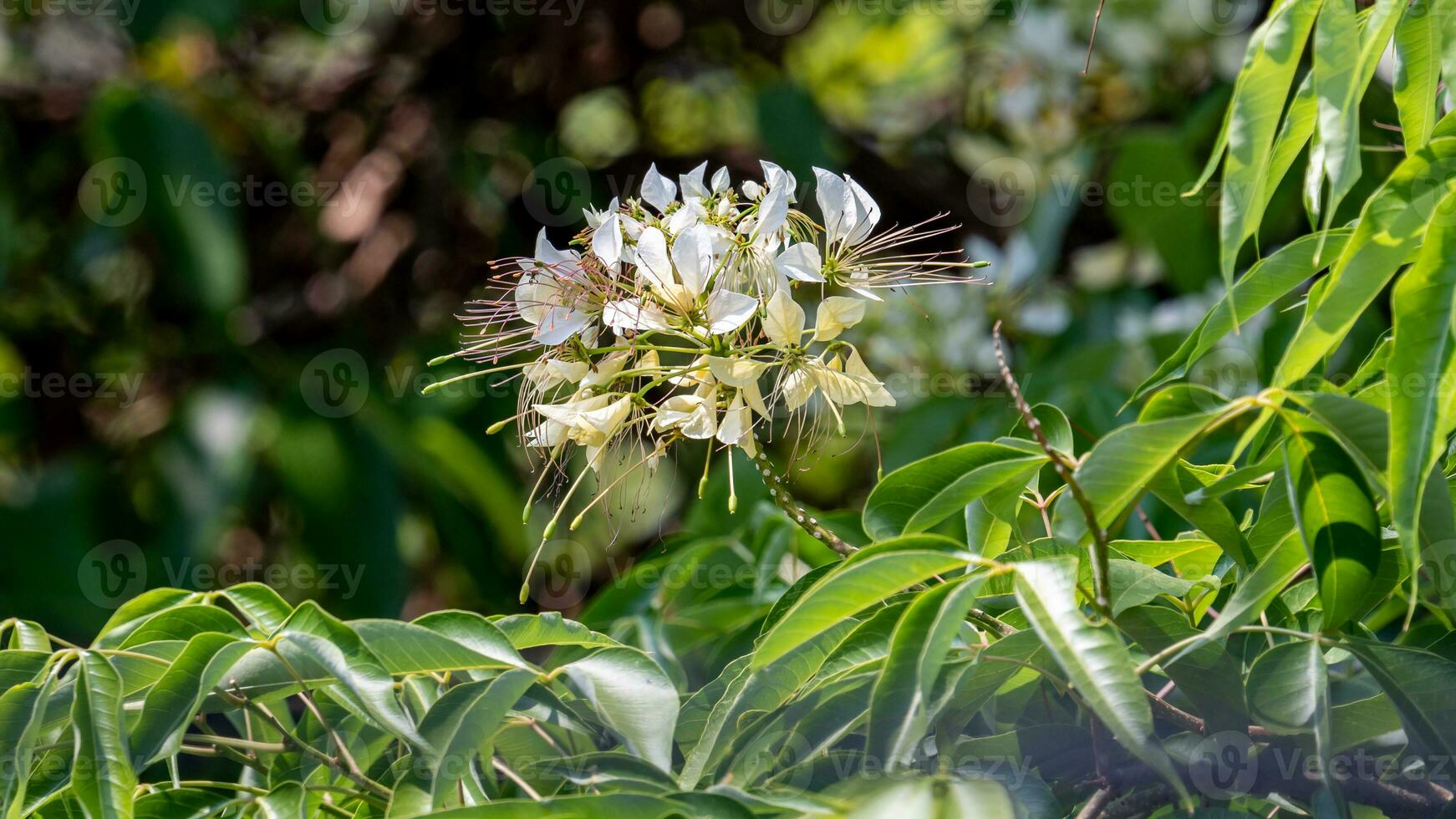Krava Tapia, Spinne Blume Baum ist einheimisch zu tropisch Amerika. es ist ein ethnomedizinisch benutzt im ayurvedisch Medizin. es können standhalten voll Sonne und genießt regulär Wasser. foto