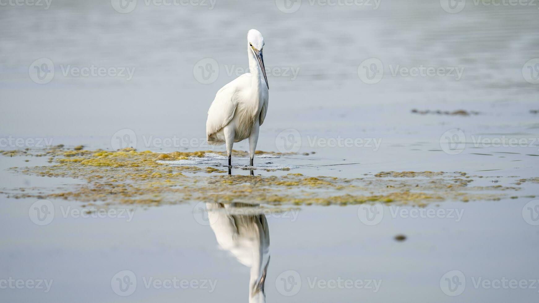 Reiher Stand auf das Teich foto