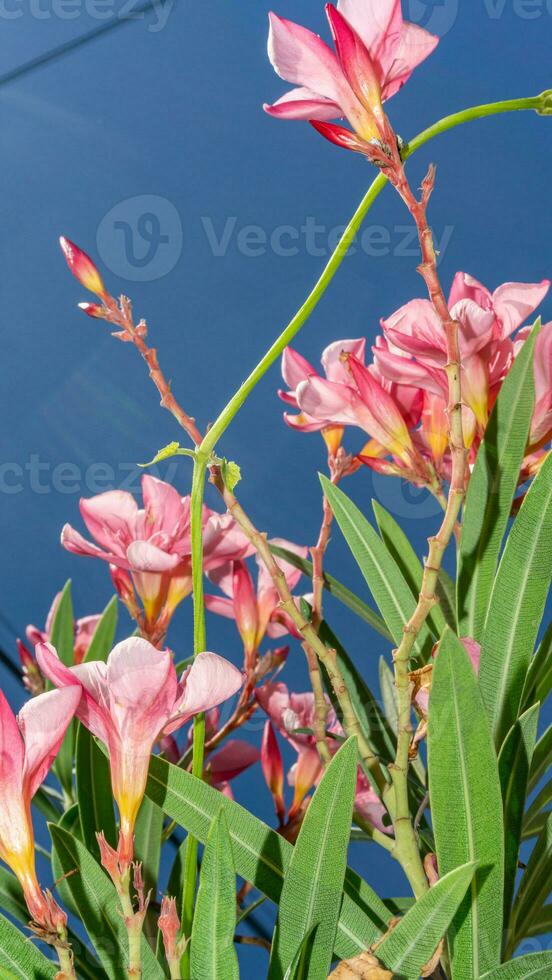 nerium Oleander l. Blühen im das Garten Blau Himmel Hintergrund foto