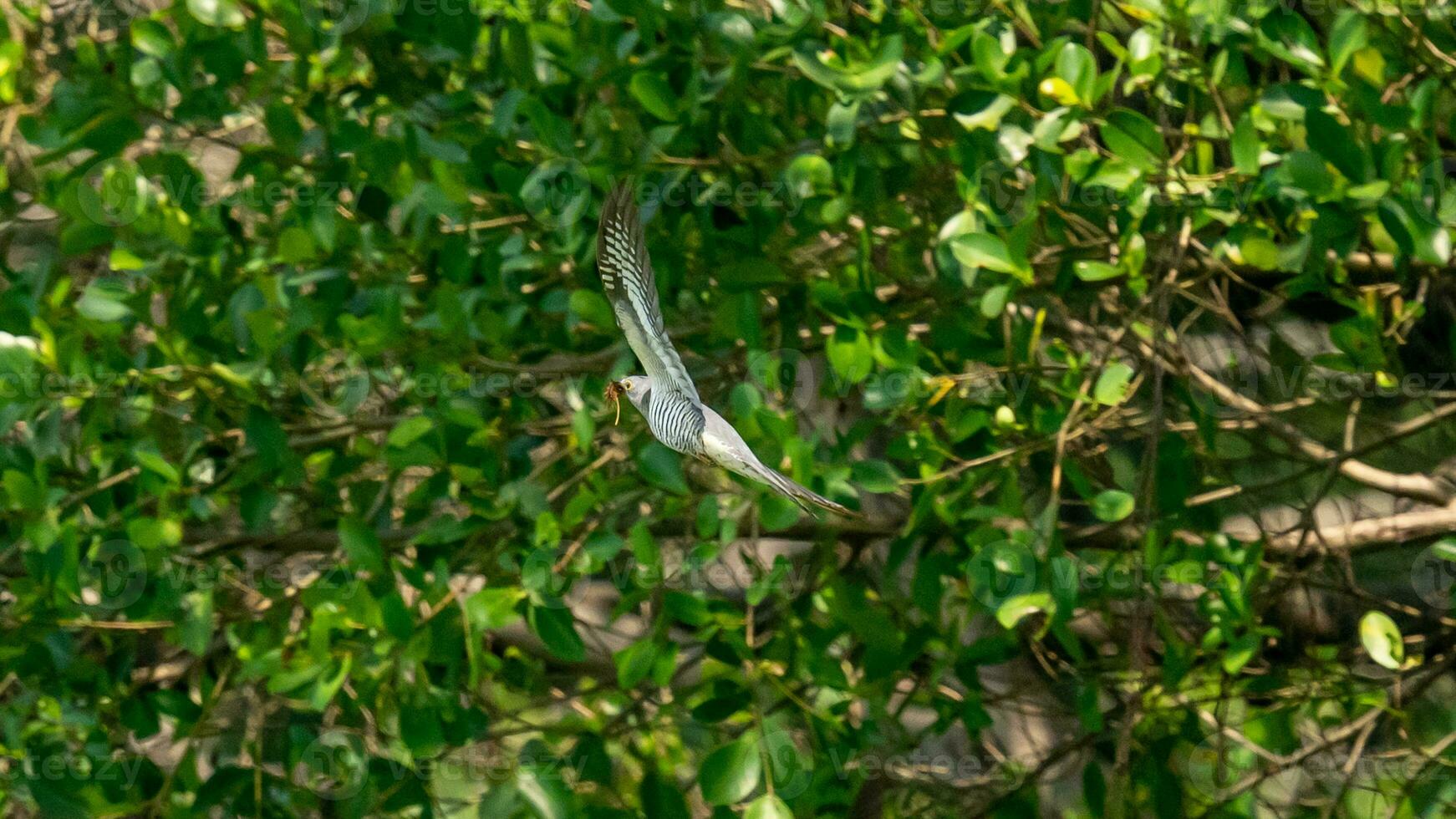 Himalaya Kuckuck fliegend im das Garten foto