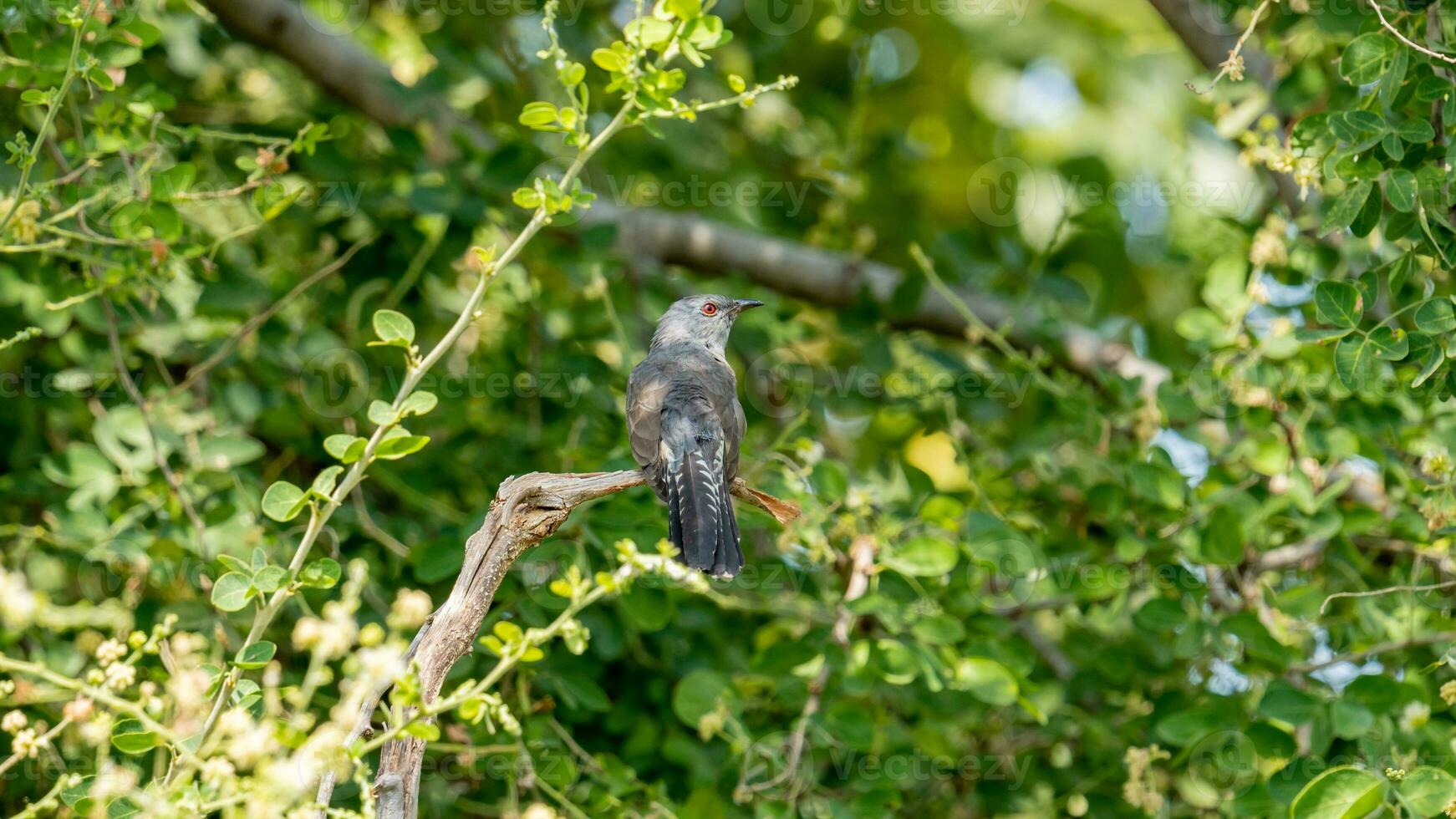 klagender Kuckuck, der auf einem Baum thront foto