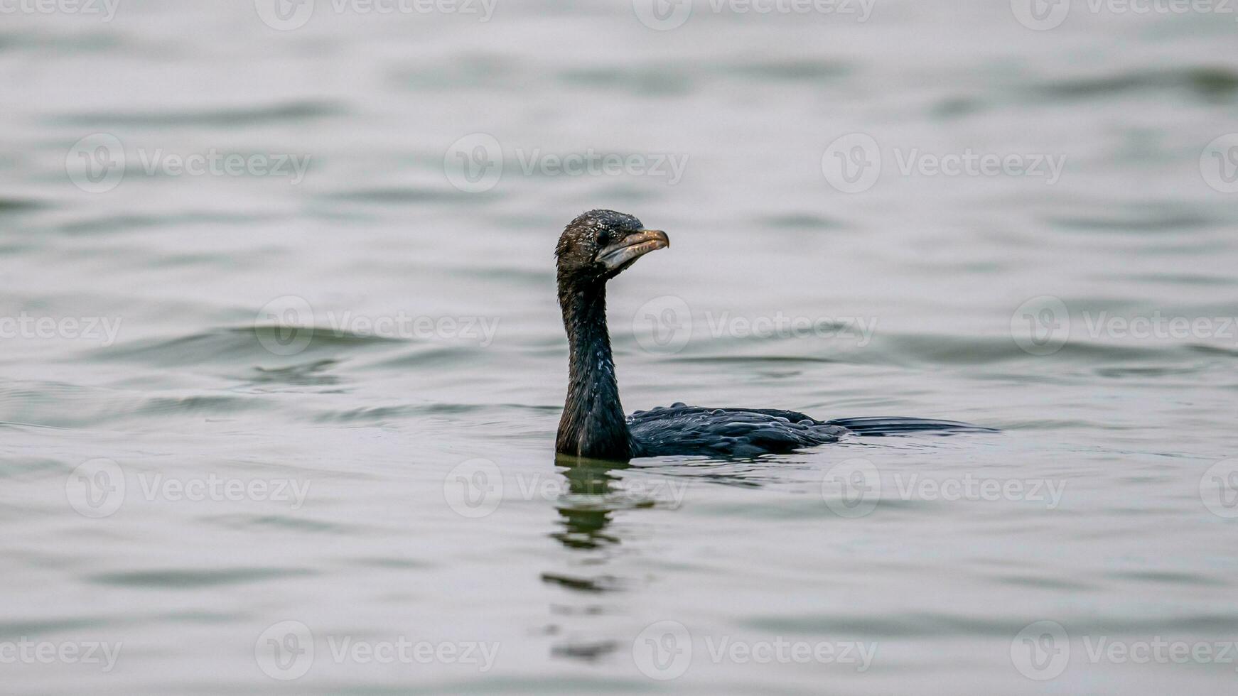 wenig Kormoran im das Teich foto