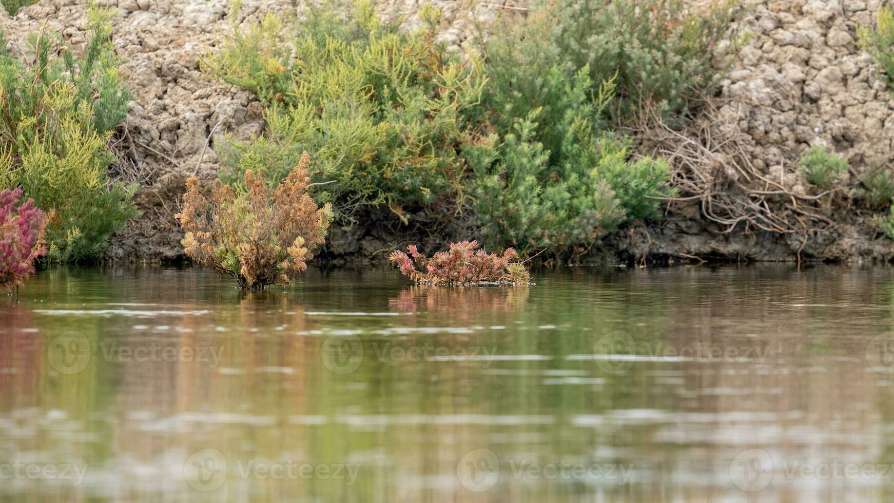 Wildleder Maritima im das Salz- Feld. foto