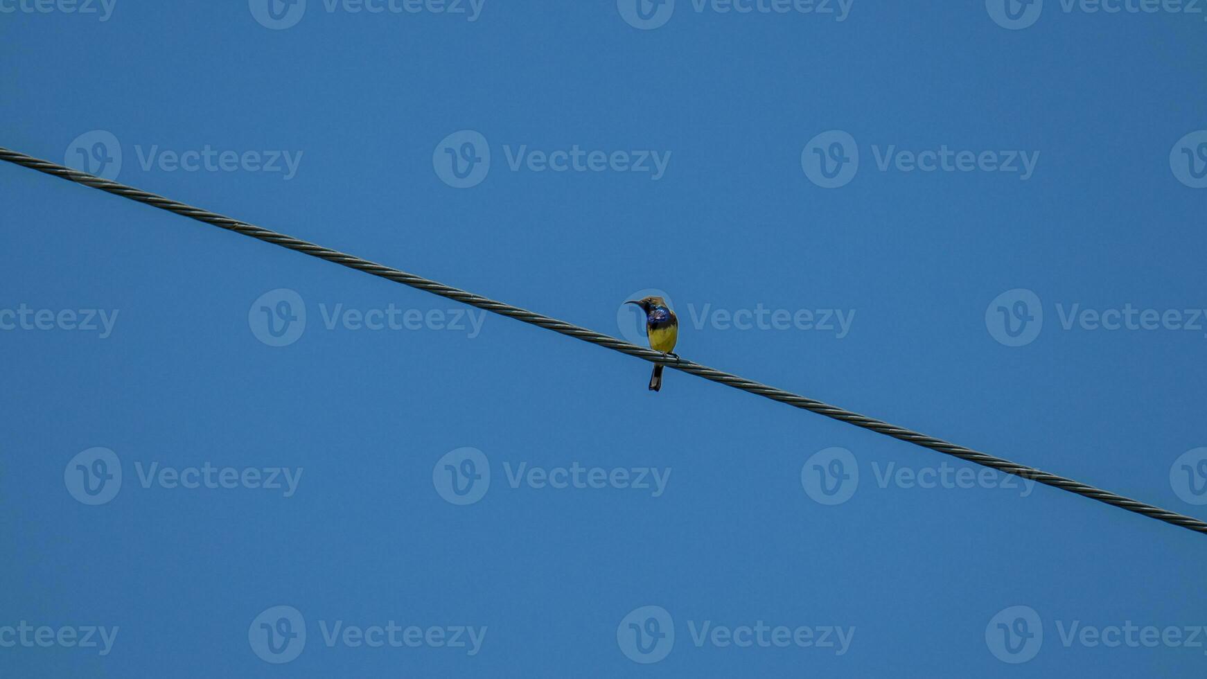 Sonnenvogel mit Olivenrücken, Sonnenvogel mit gelbem Bauch auf Draht foto