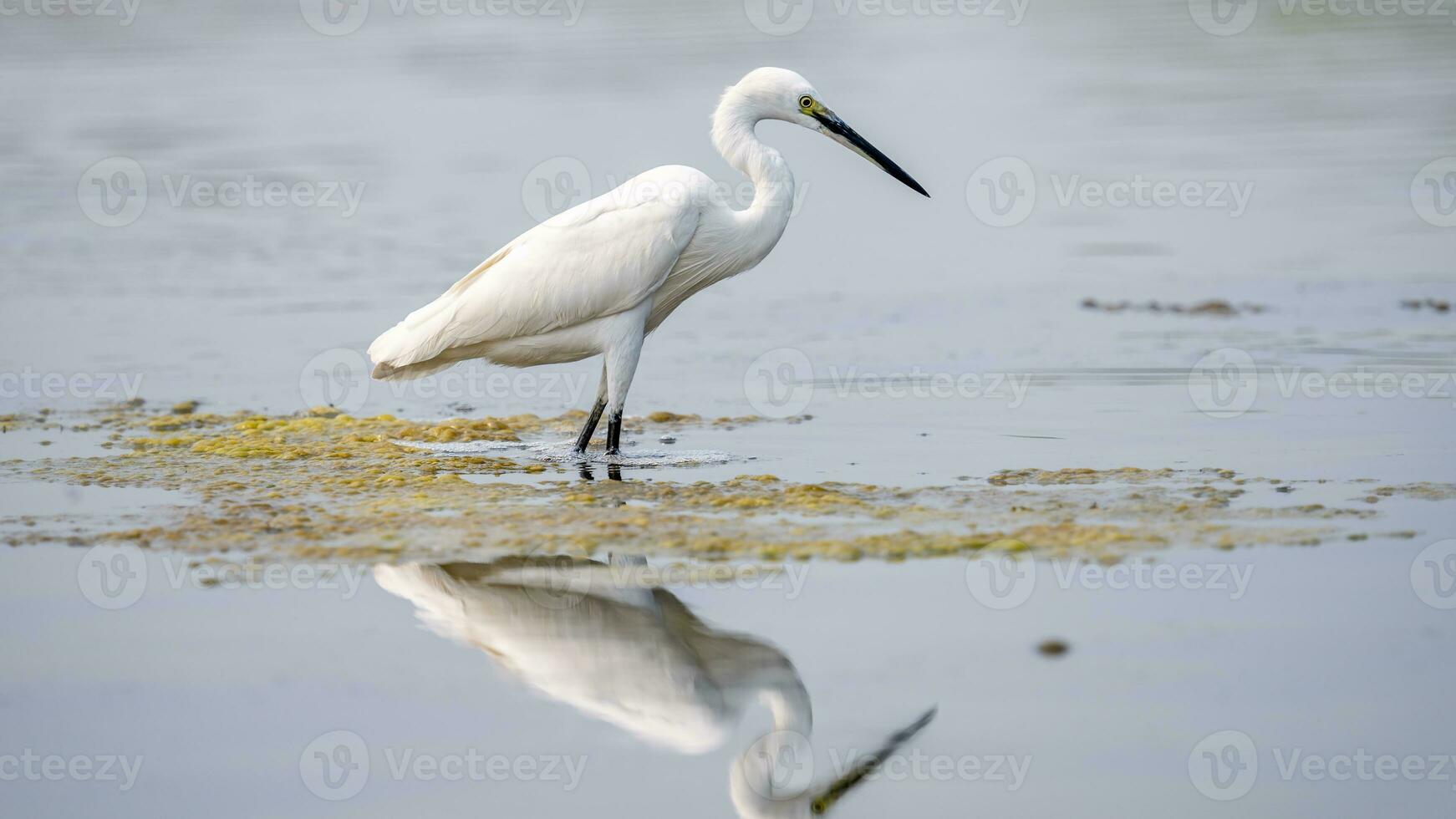 Reiher Stand auf das Teich foto