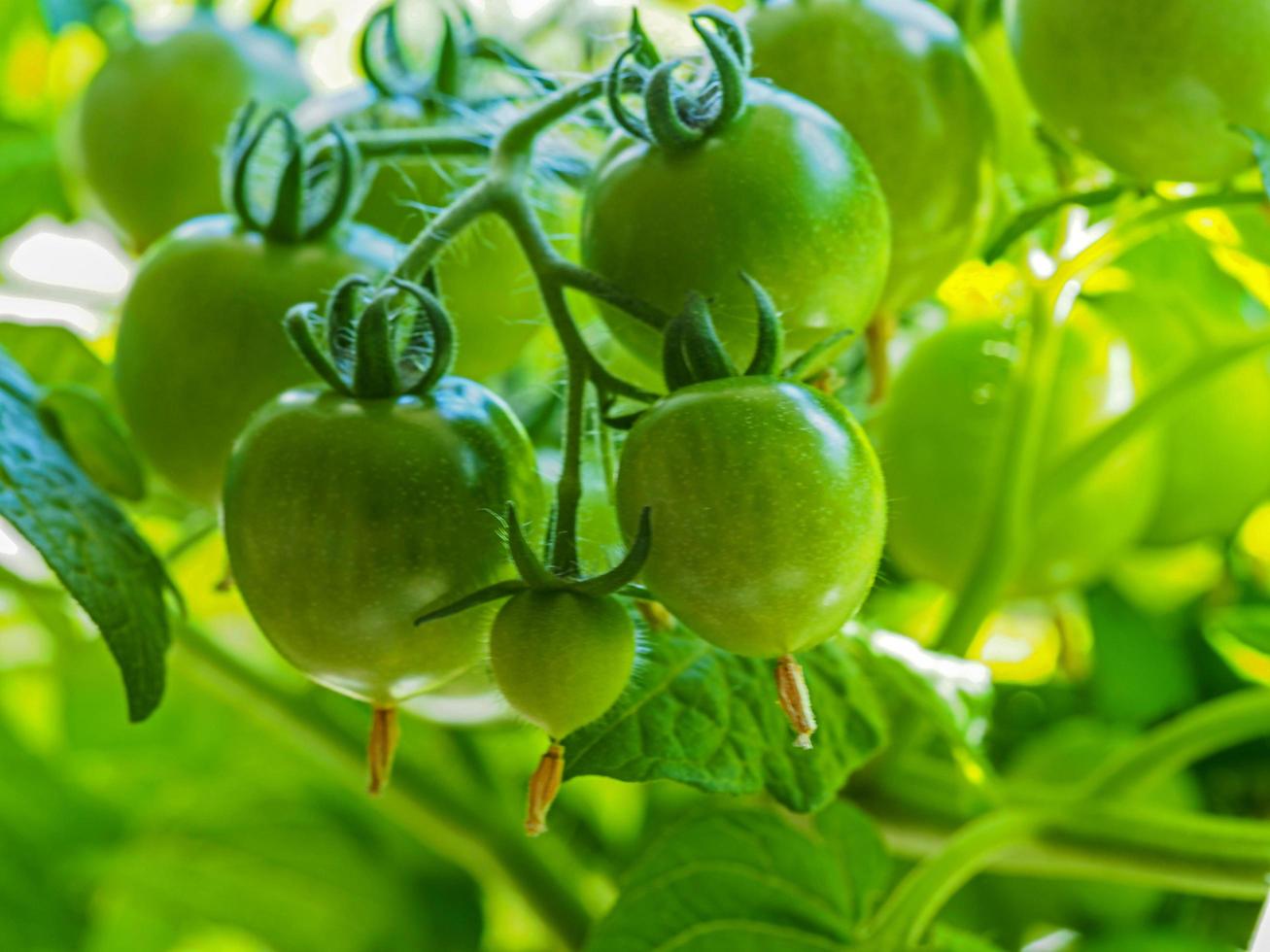 ein Fachwerk aus grünen Tomaten, das sich auf einer Pflanze entwickelt foto