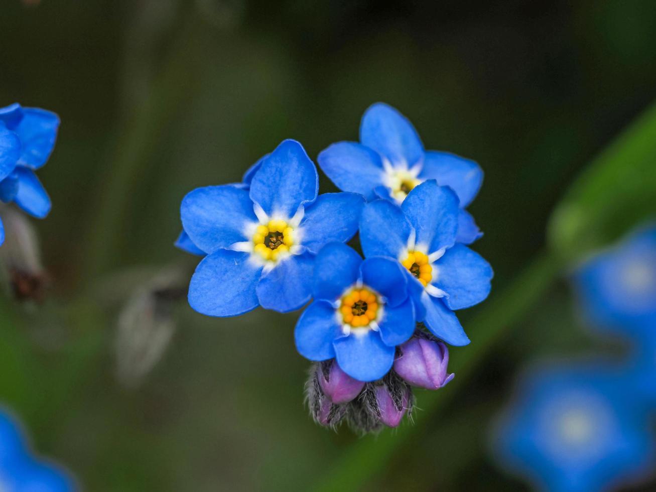 Nahaufnahme von hübschen kleinen blauen Vergiss mich nicht Blumen foto