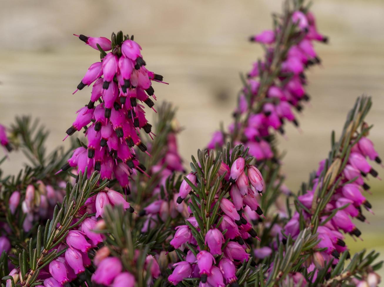 Nahaufnahme der rosa Blüten von Heidekraut Erica Carnea Kramers Red foto