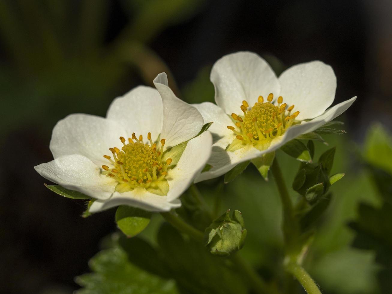 weiße Blüten auf einer Erdbeerpflanzensorte Schatz foto