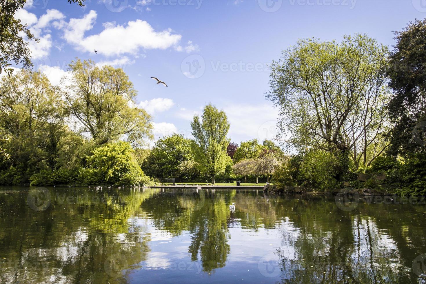 Schwanensee, Dublin, Irland foto