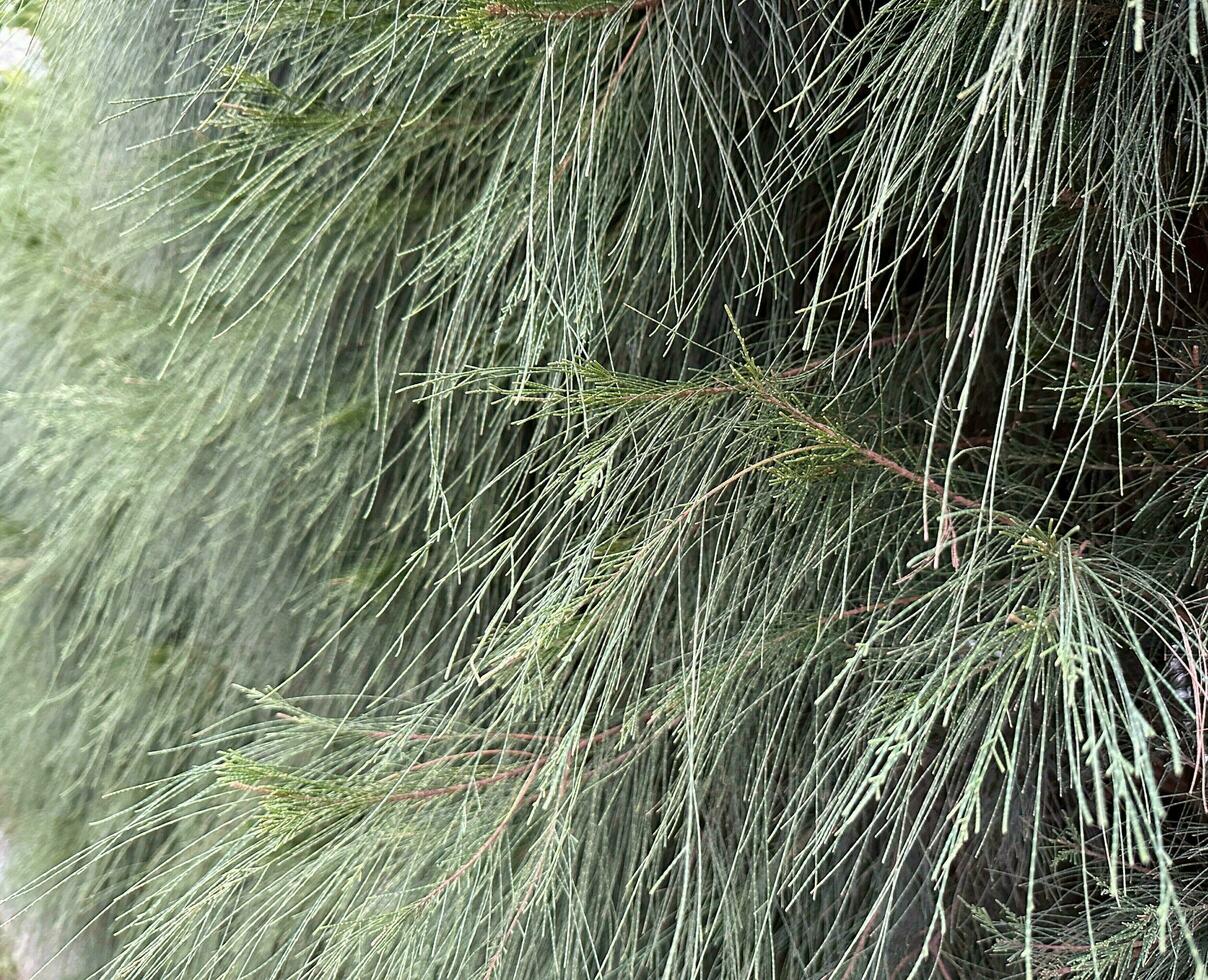 gefüllt mit Grün fein Blatt Anordnung Kasuarin foto