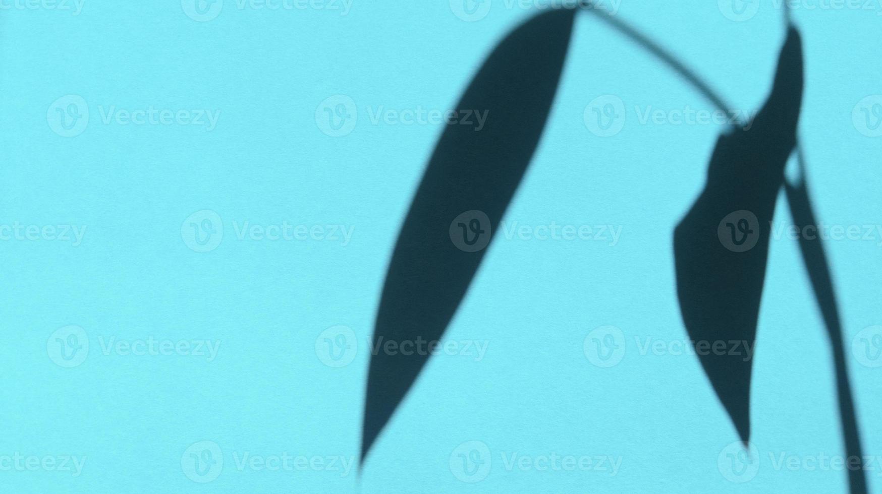 hinterlässt Schatten auf blauem Pastellpapier. abstrakter Hintergrund. Stock Foto. foto