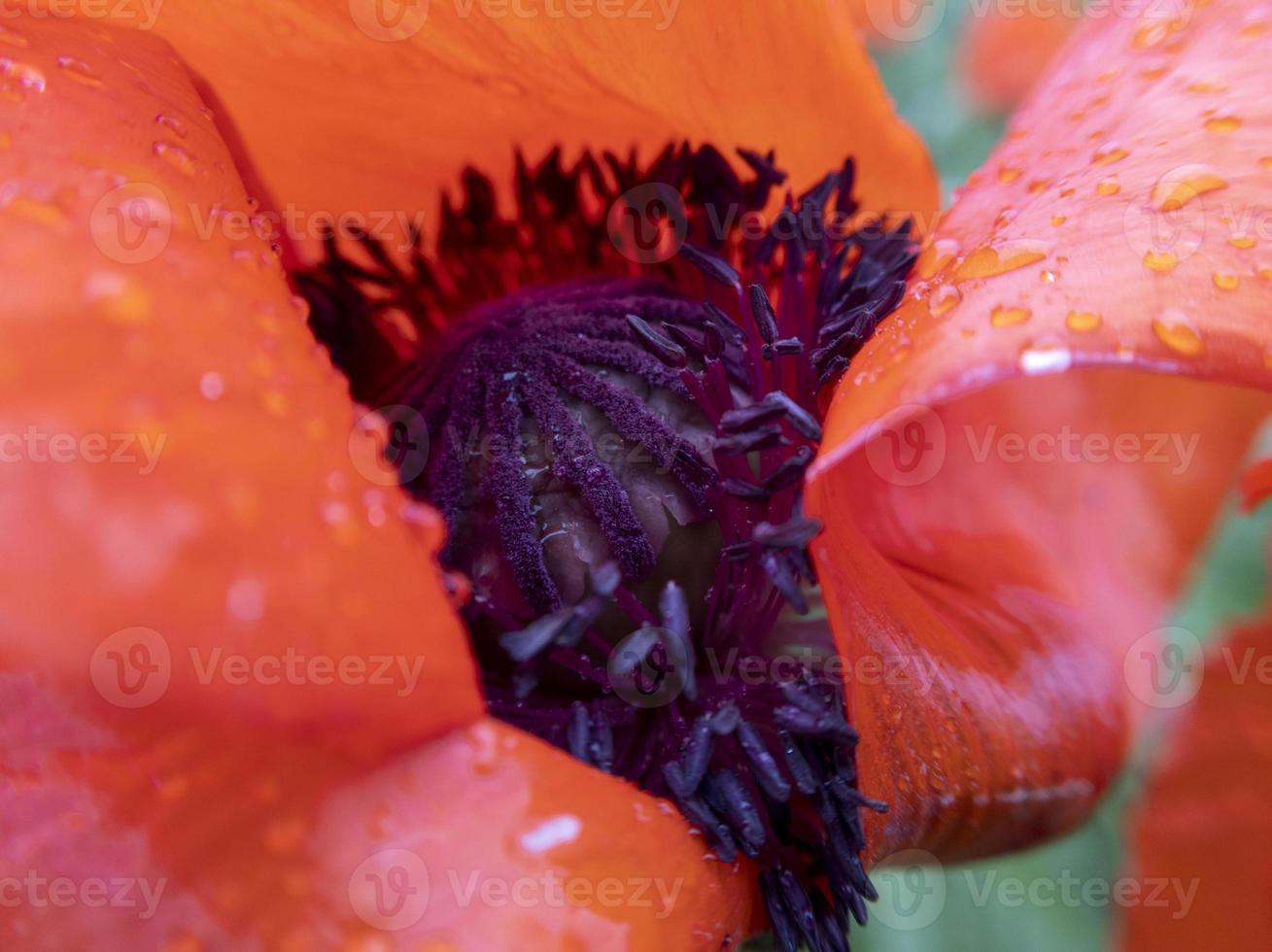 Makro-Mohnblume im Inneren mit Regentropfen darauf. Stock Foto. foto