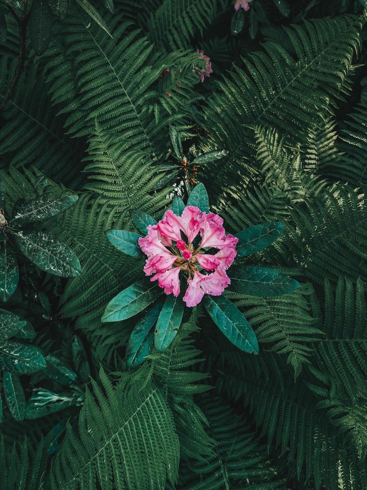 rosa Rhododendronblüte zwischen grünen Farnblättern foto