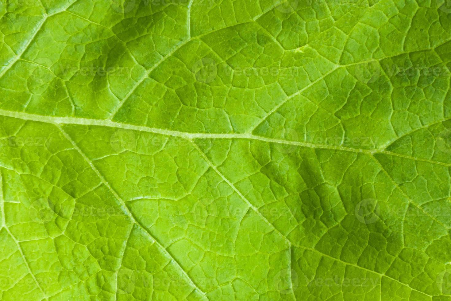 Textur des grünen Klettenblattes, Nahaufnahme foto