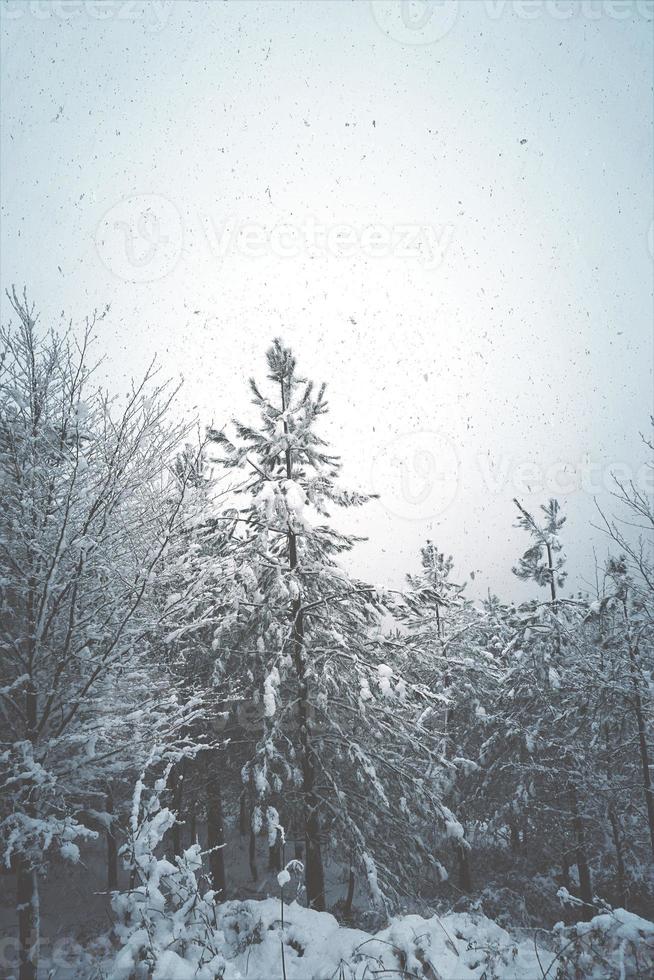 Schnee auf den Kiefern im Wald foto