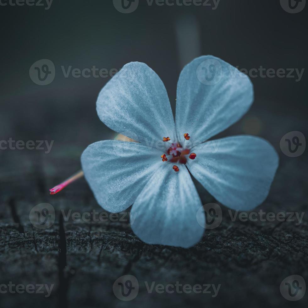 schöne blaue blume im frühling foto