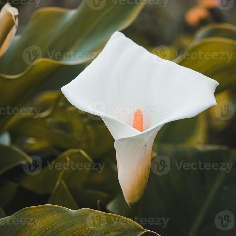 schöne Lilie Calla Blume im Garten foto