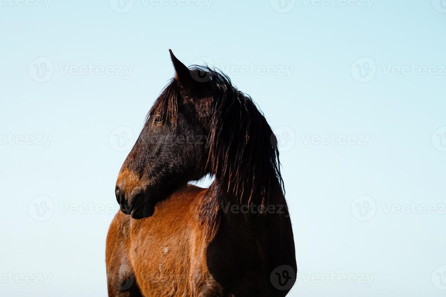 schönes braunes Pferdeporträt foto