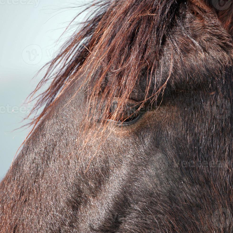 schönes schwarzes Pferdeportrait foto