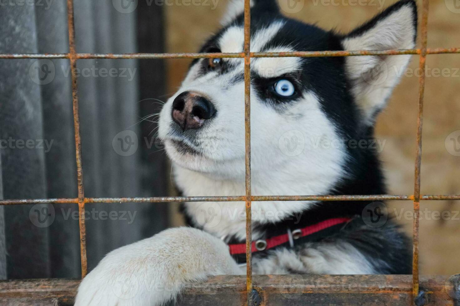 heiser Hund mit anders Augen. schwarz und Weiß heiser. braun und Blau Augen foto