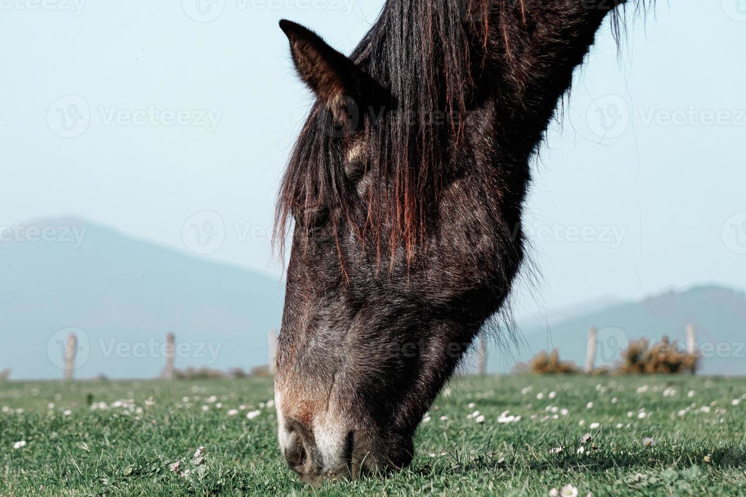 schönes schwarzes Pferdeportrait foto