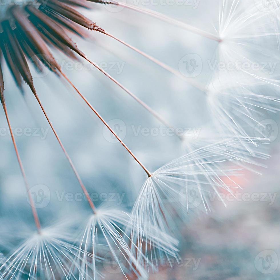 romantische Löwenzahnblume im Frühling foto