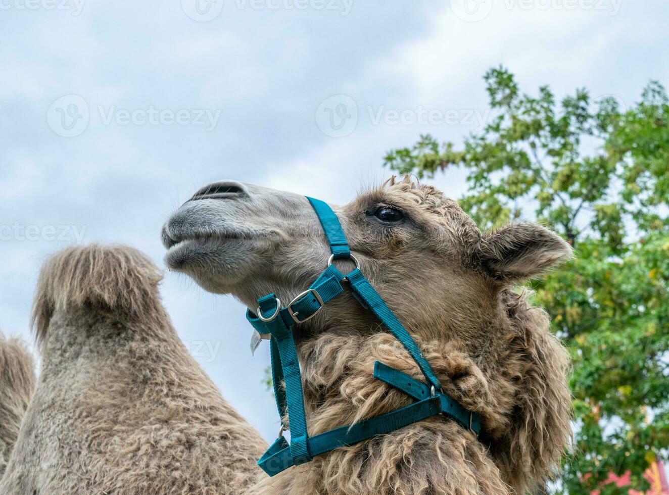 ein zwei bucklig Kamel im das Stadt Park. Kamel Gehen im das Park foto