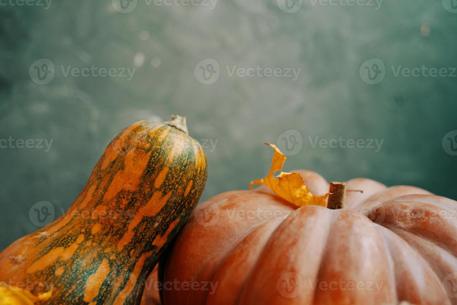 Herbstzusammensetzung von Kürbissen auf grünem Hintergrund. foto