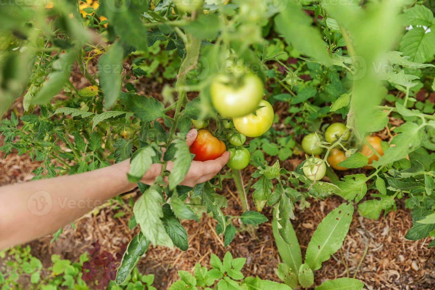 garten- und landwirtschaftskonzept. Frau Landarbeiter Hand pflücken frische reife Bio-Tomaten. Gewächshaus produzieren. pflanzliche Lebensmittelproduktion. Tomatenanbau im Gewächshaus. foto