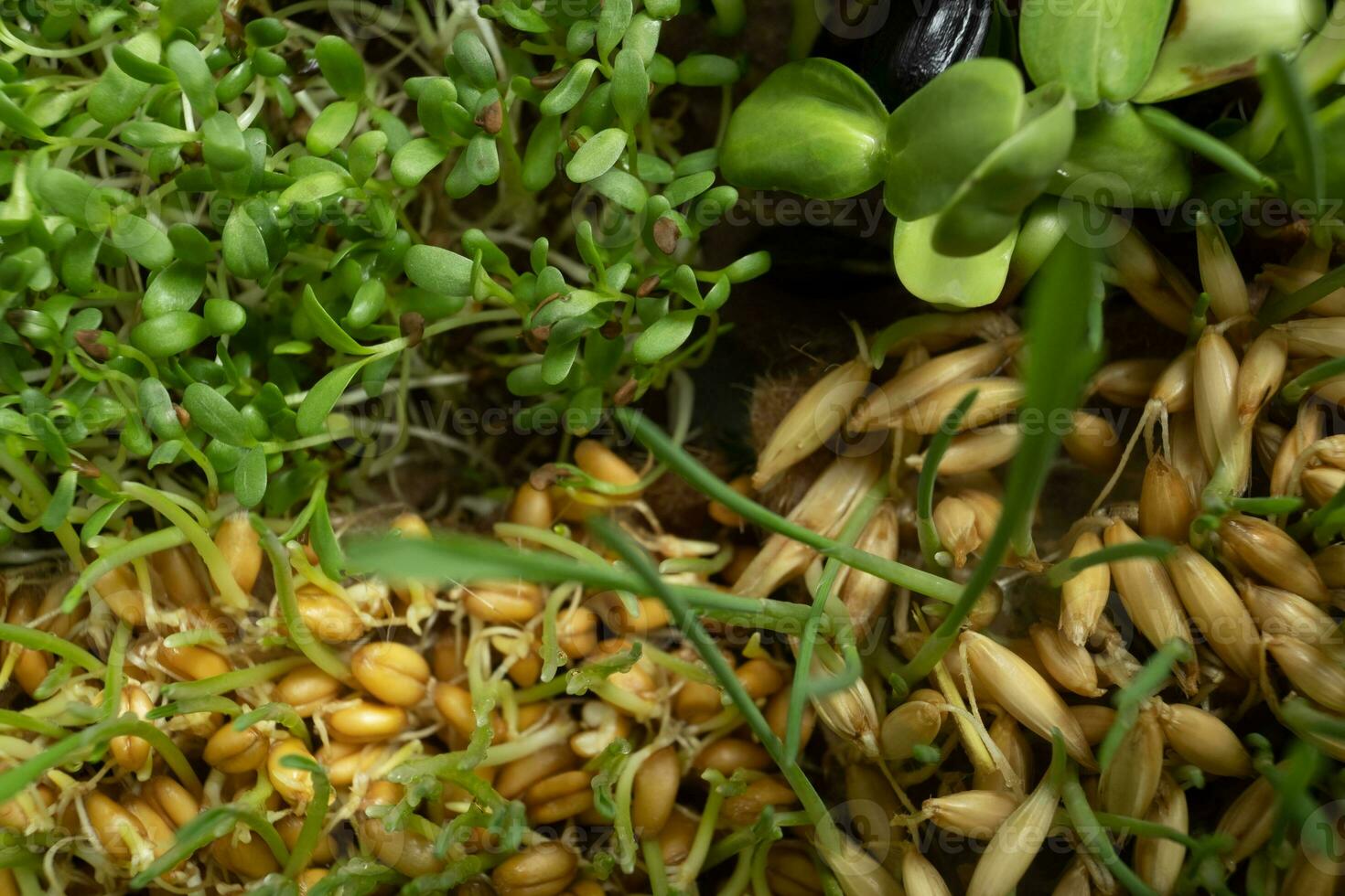 spross Microgreens von Weizen, Hafer, Alfalfa und Sonnenblume. Superfood ist gewachsen beim Zuhause foto