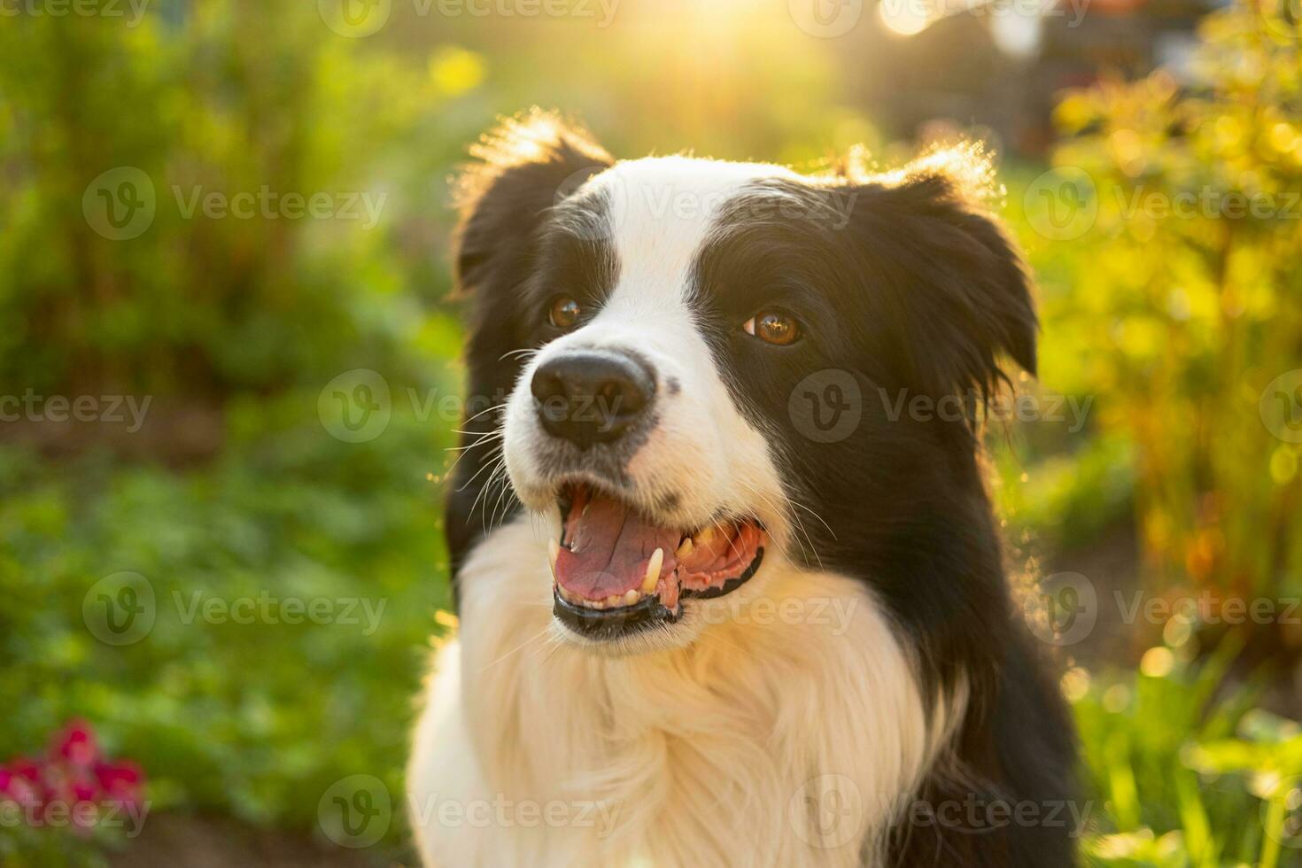 Außenporträt des süßen, lächelnden Welpen-Border-Collie, der auf Parkhintergrund sitzt. kleiner hund mit lustigem gesicht an sonnigen sommertagen im freien. Haustierpflege und lustiges Tierlebenskonzept. foto