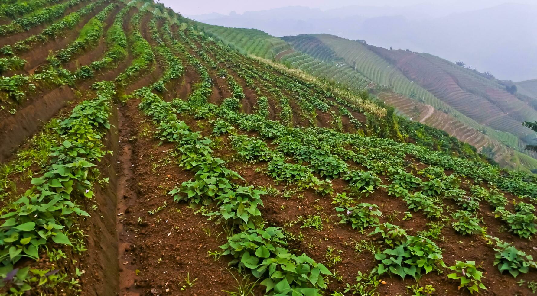 schön Aussicht von terrassiert Gemüse Plantage, Majalengka, Westen Java, Indonesien foto