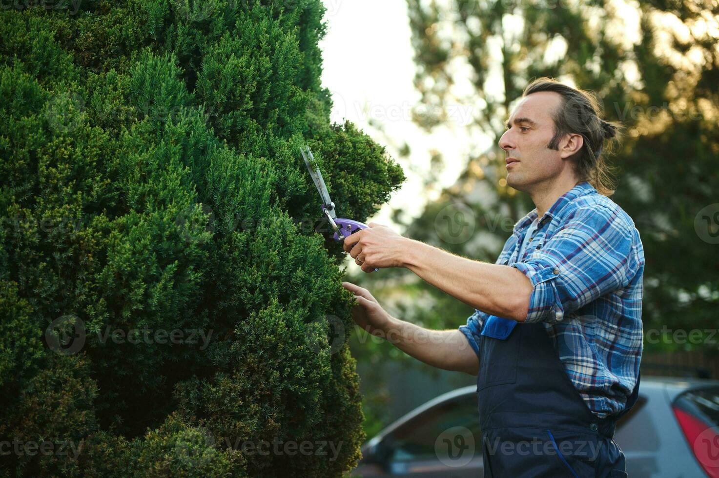 Arbeit im das Garten. konzentriert Fachmann männlich Gärtner ist trimmen, Beschneidung und Gestaltung Buchsbaum, mit Hecke Schere foto