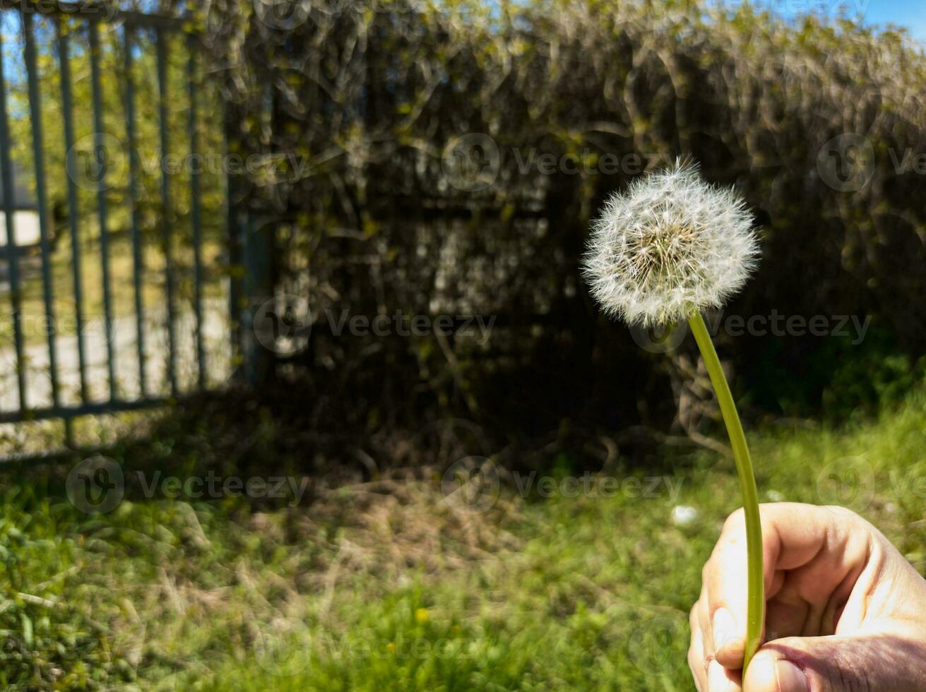 Hand halten Löwenzahn Blume Über das Hintergrund von ein alt Metall Zaun bewachsen mit Vegetation. Frühling. foto