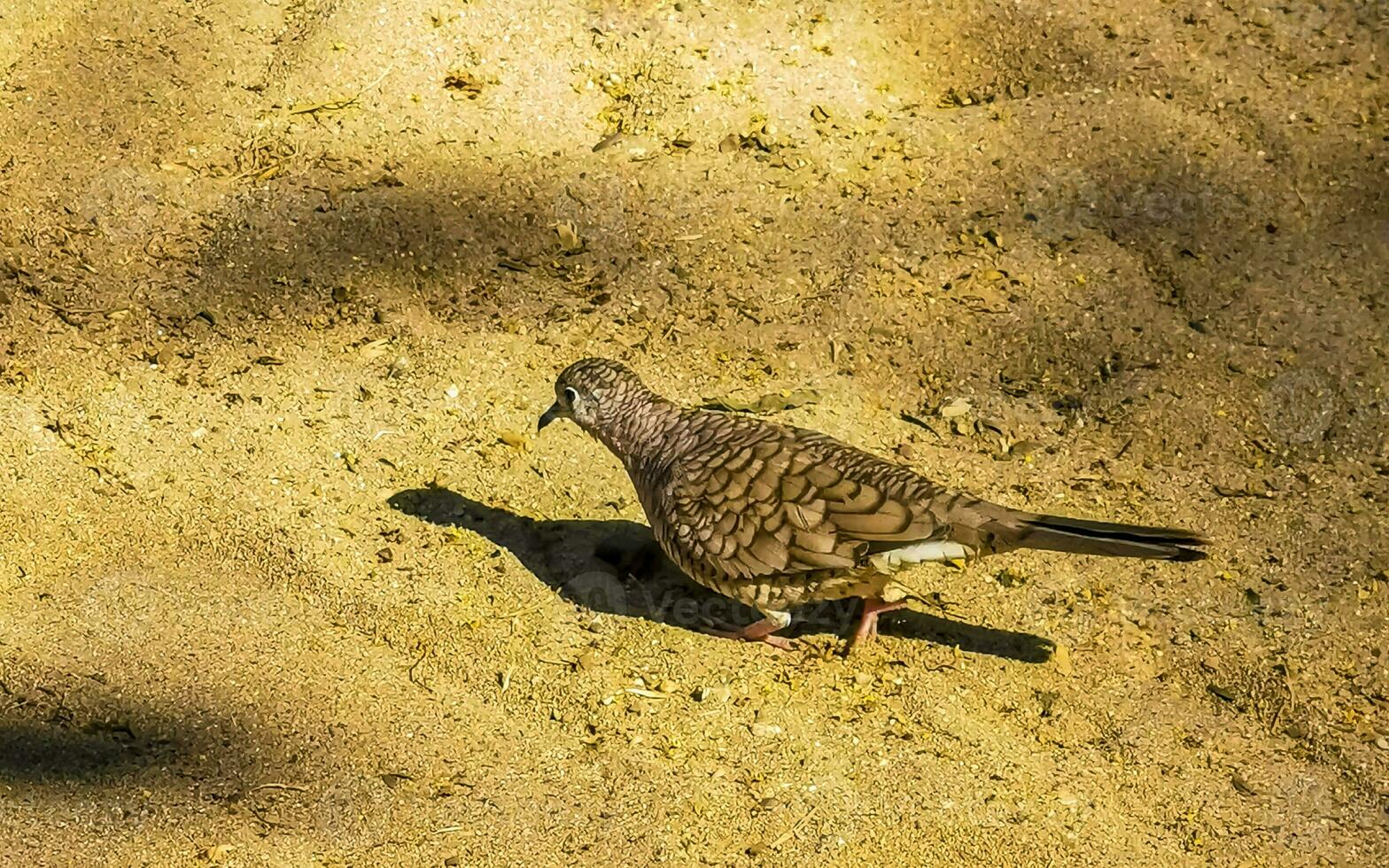 rötlich Boden Tauben Taube Vögel picken zum Essen im Mexiko. foto