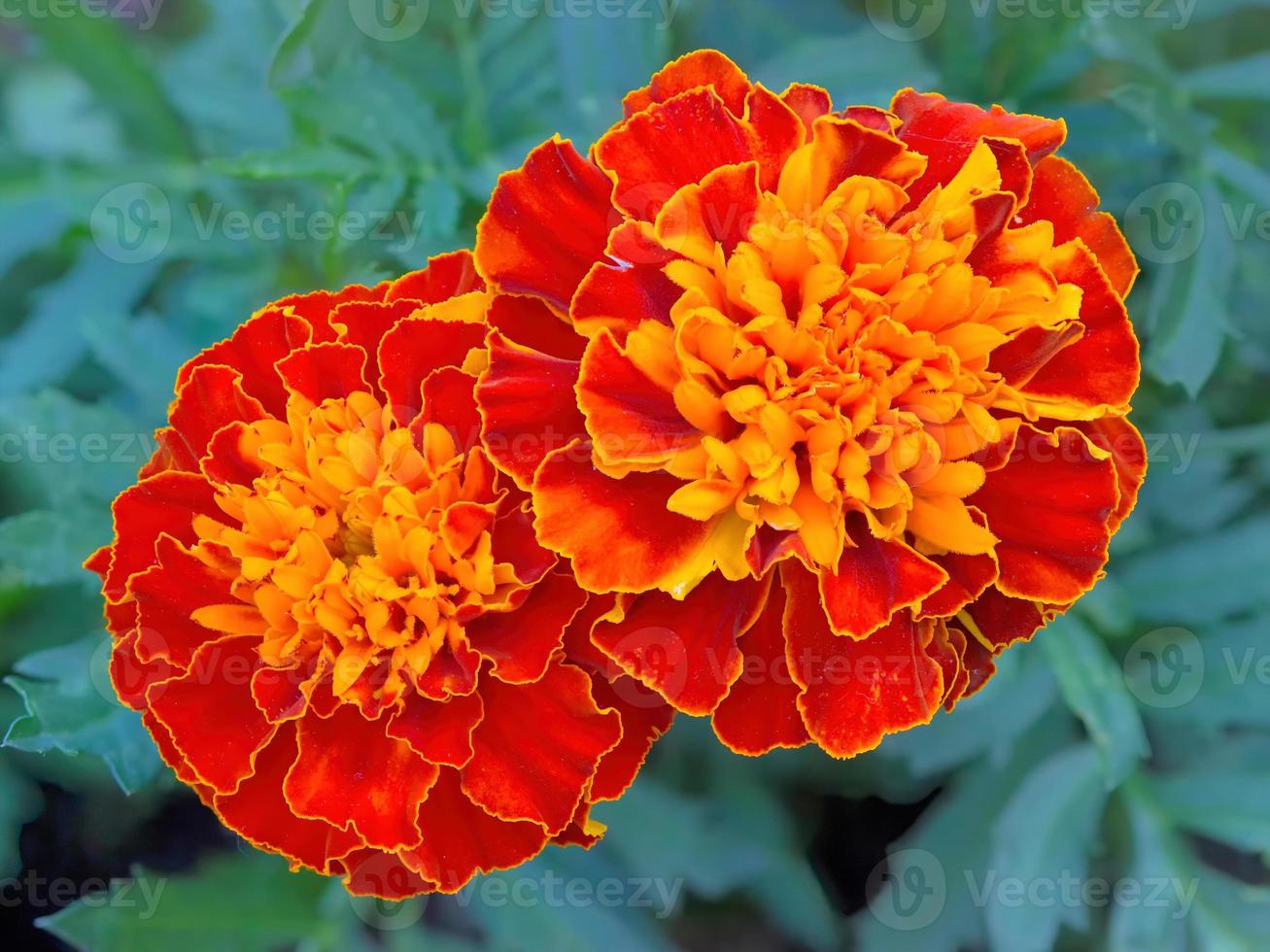 Nahaufnahme von zwei Ringelblumenblüten foto