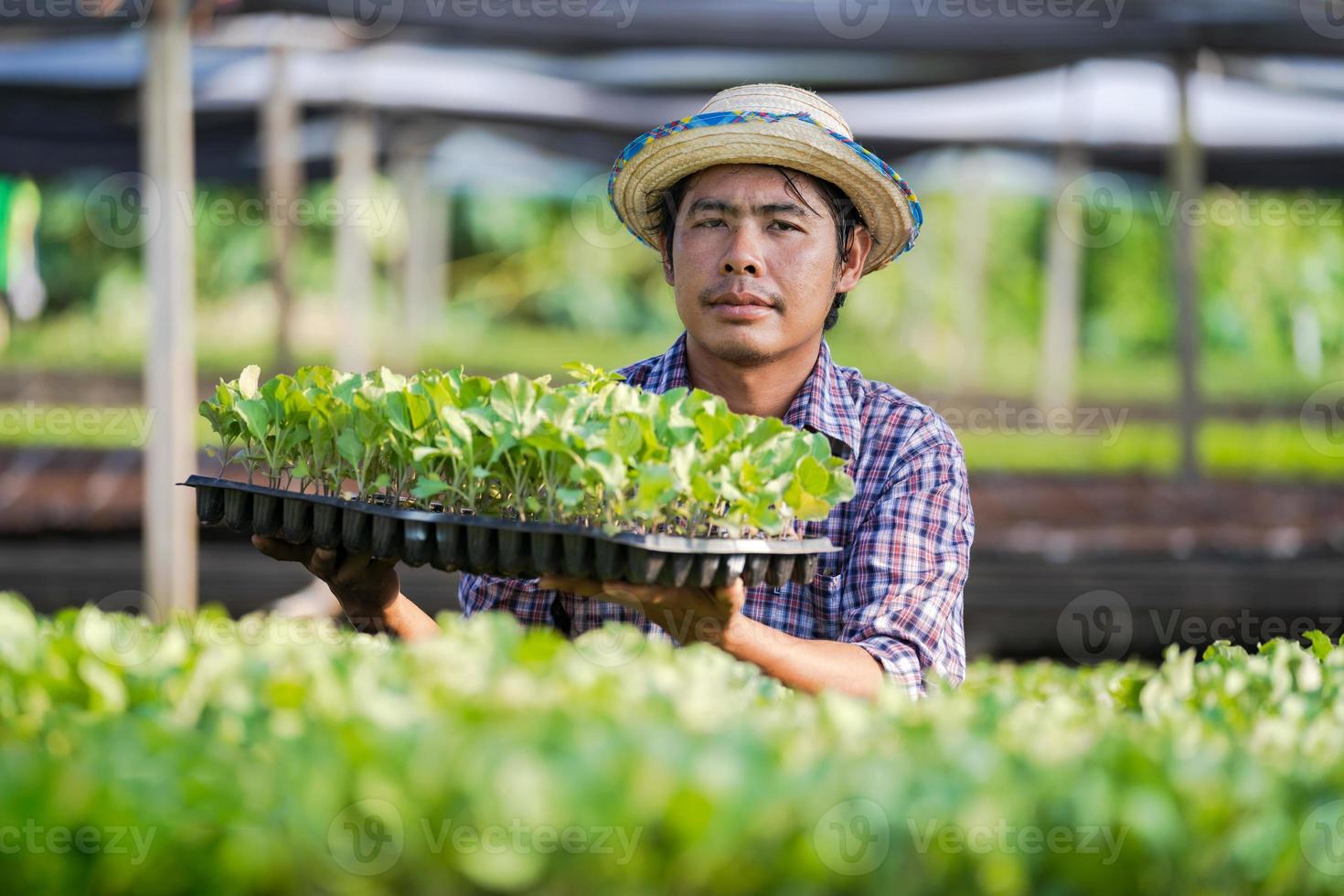 Asiatischer Bauer mit Hut hält junge Setzlinge in seiner Farm im Gemüsegarten foto