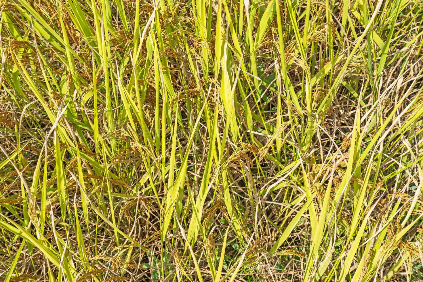 Draufsicht gelber Reisfeldhintergrund field foto