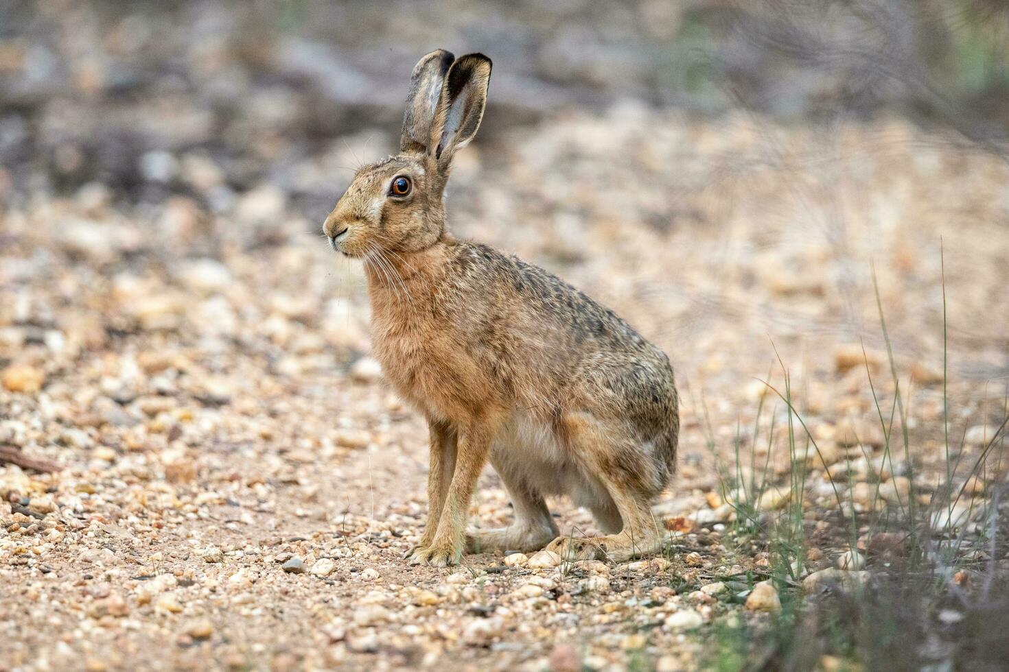 groß europäisch Hase foto