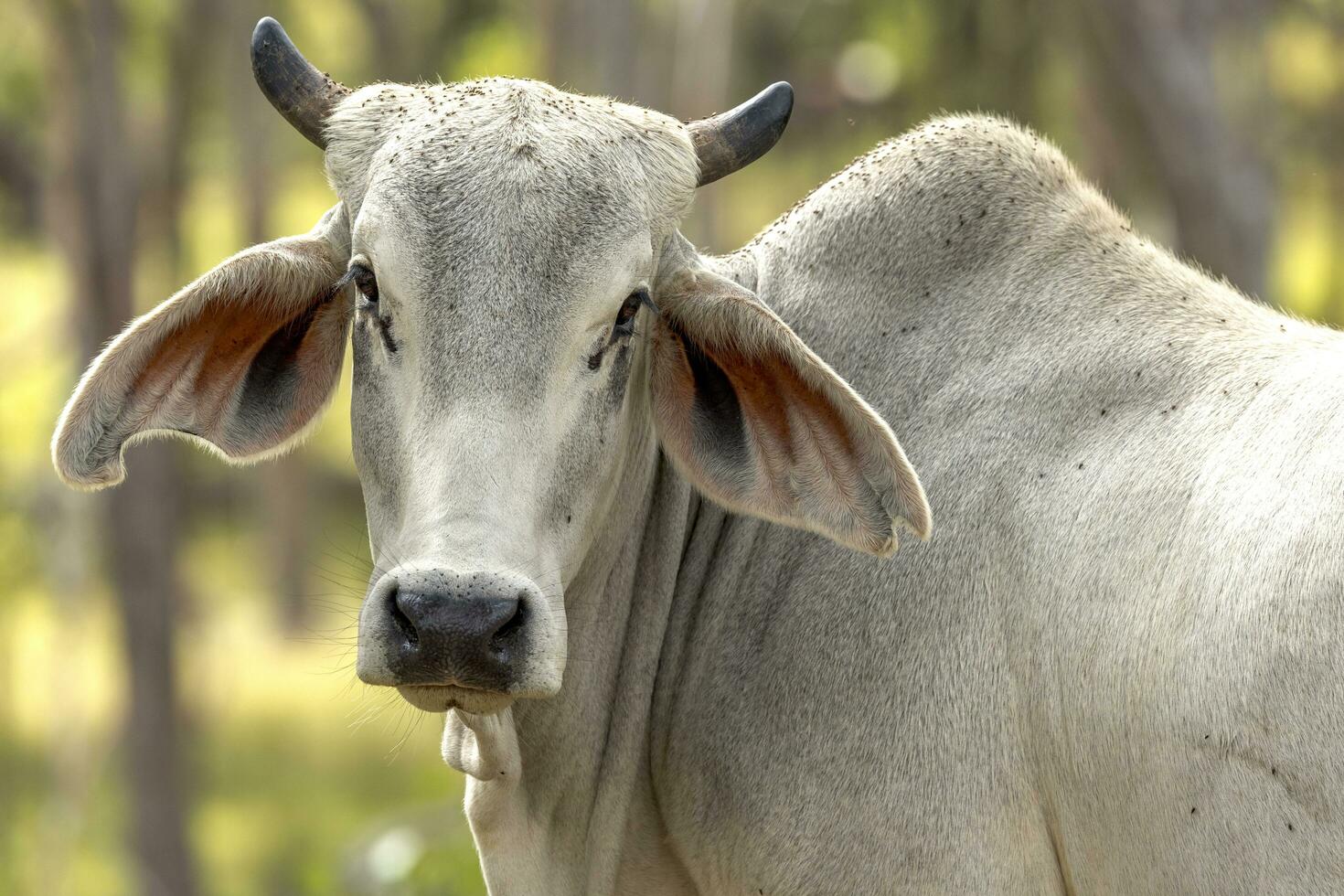 Brahman Kuh im Australien foto