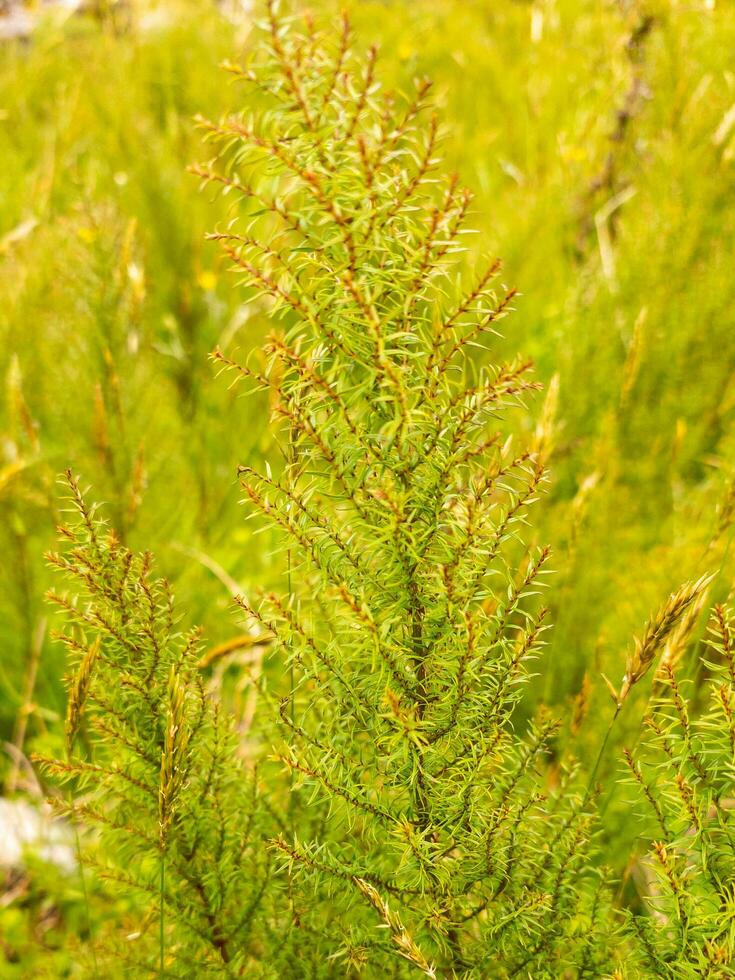 Hund Fenchel Pflanze foto