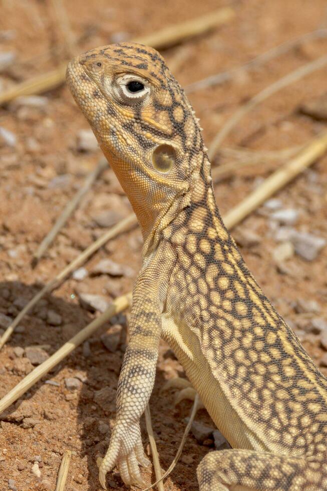 zentral verrechnet Drachen im Australien foto