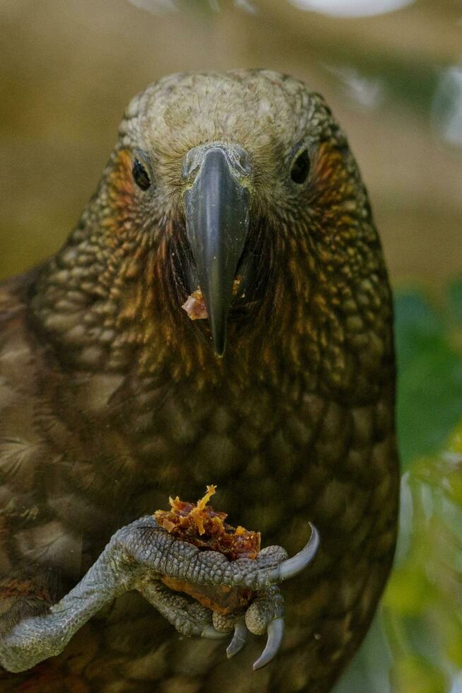 Norden Insel kaka Papagei foto