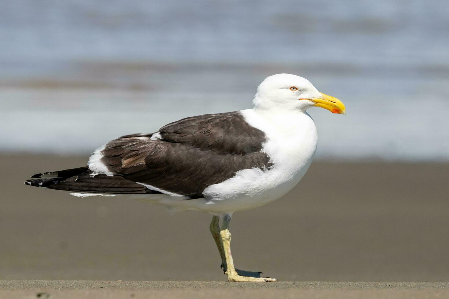 schwarzrückig Möwe im Neu Neuseeland foto