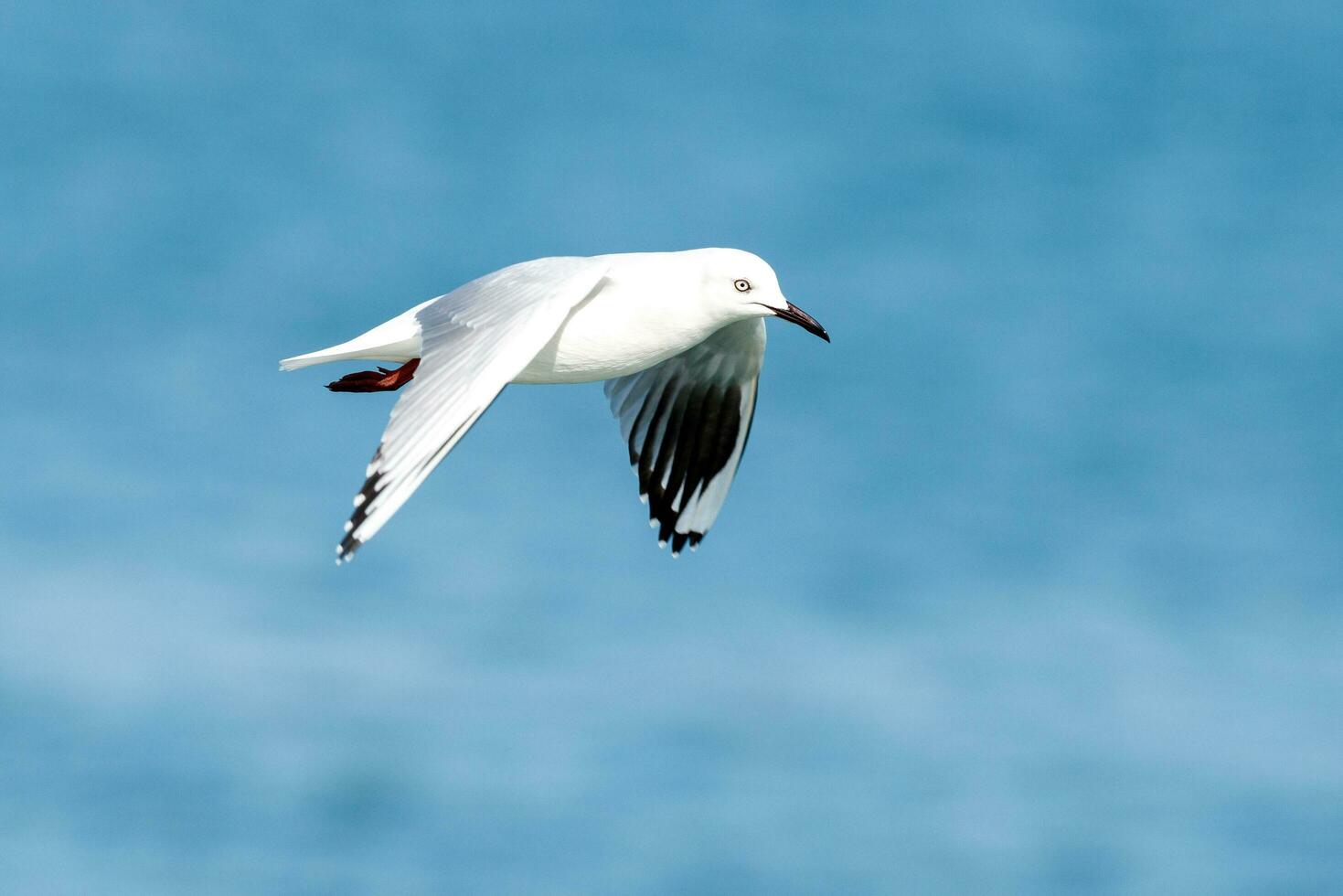 Schwarzschnabel Möwe endemisch zu Neu Neuseeland foto